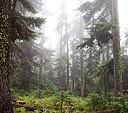 [Foggy rainforest] - North Cascades Scenic Byway, fog, forest, rainforest, Washington